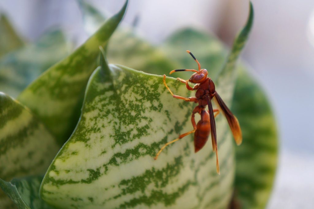 How To Get Rid of Red Wasps Natran Green Pest Control Botanical