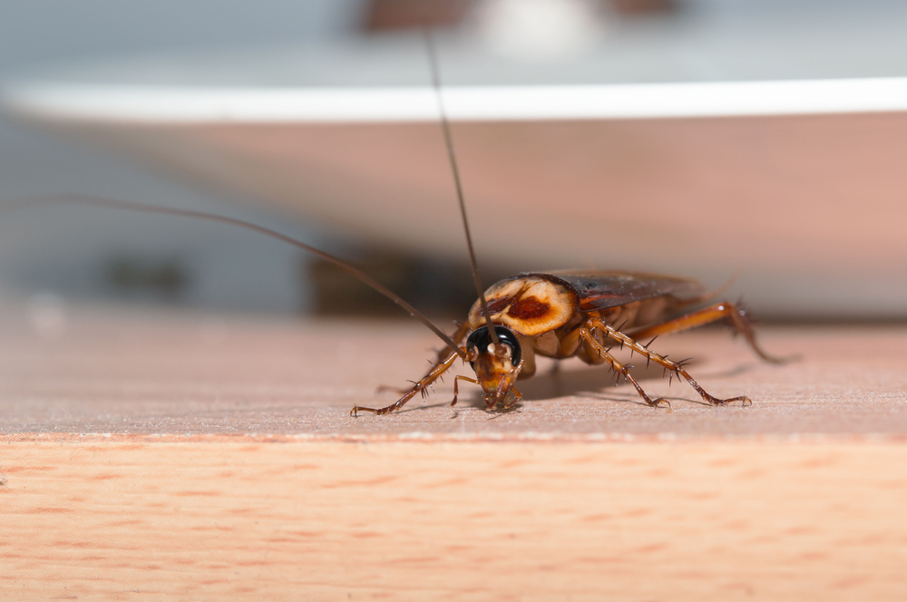 What Scents Do Cockroaches Hate - Natran Green Pest Control