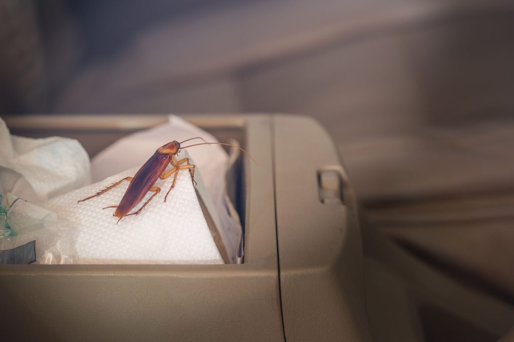 cockroach inside car