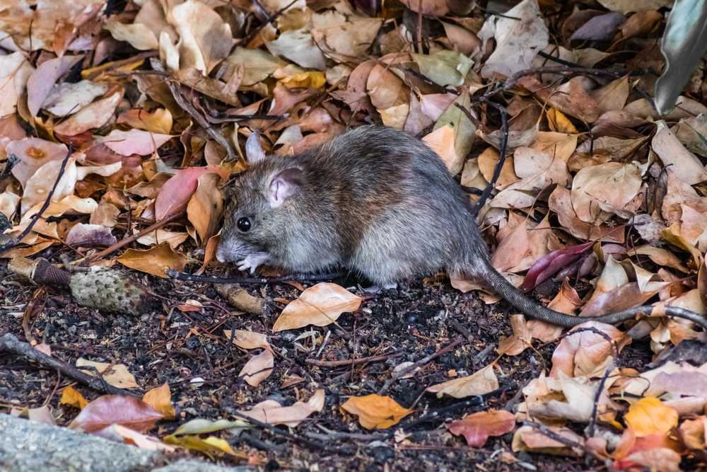 California mouse looking for food amongst leaves