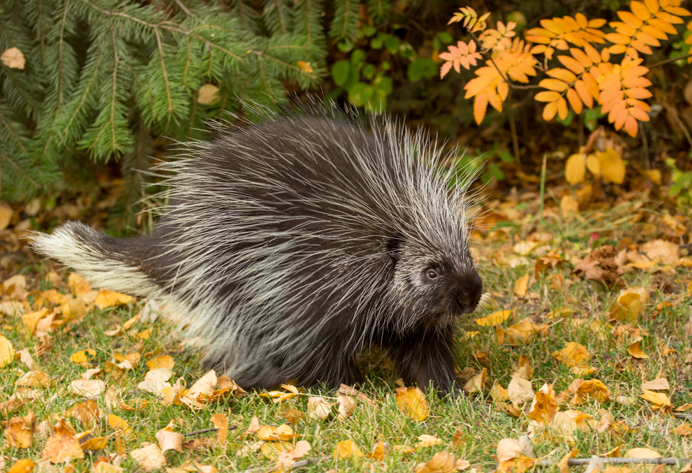 North american porcupine foraging