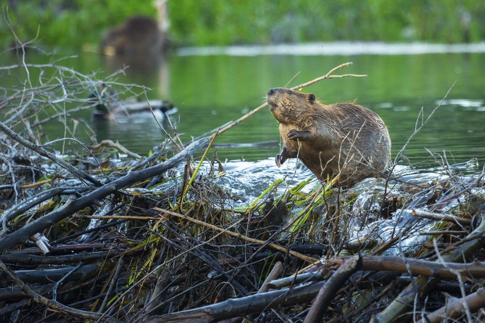 north american beaver on its dam