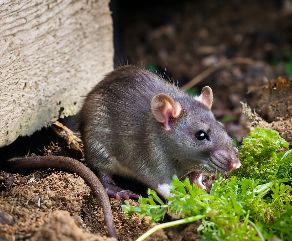 How to Catch Mice  Gregory Pest Solutions