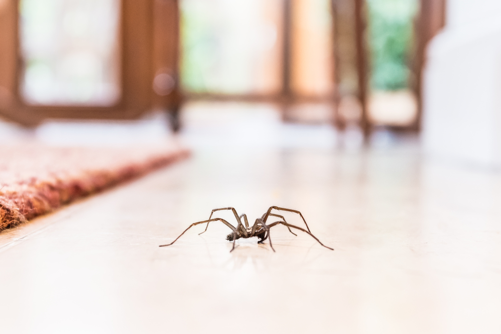 What are the most common house spiders found in Texas - Natran Green Pest  Control